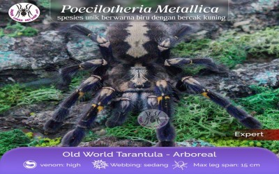 poecilotheria metallica sling 1 cm tarantula